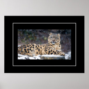 Poster-Leopard Poster