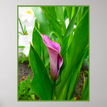 Poster Lila Calla Lily