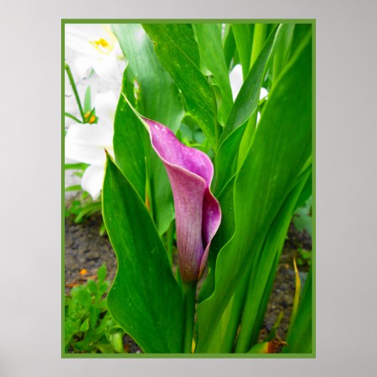 Poster Lila Calla Lily (Vorne)