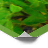 Poster Lila Calla Lily (Ecke)