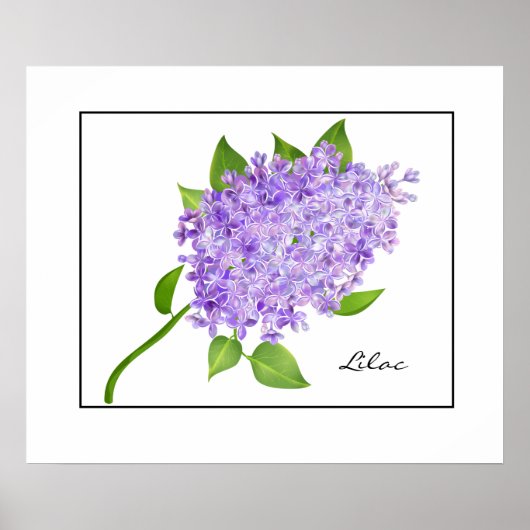 Poster-Lilac Poster (Vorne)