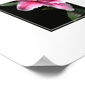 Poster-Lily-Blume Poster (Ecke)