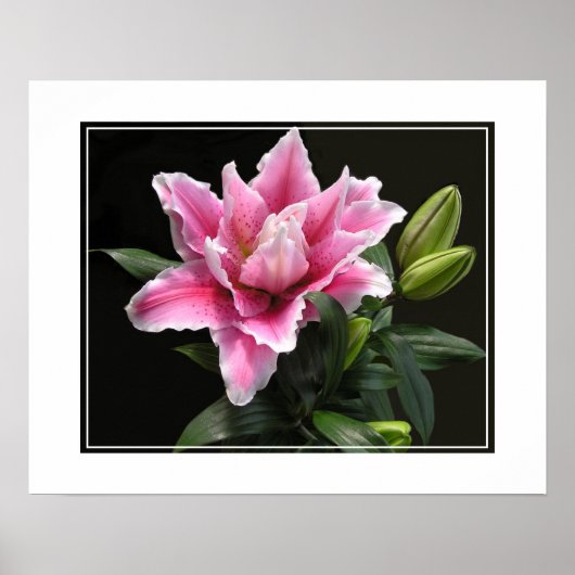 Poster-Lily-Blume Poster (Vorne)