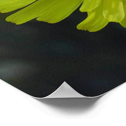 Poster - Löwenzahn (Ecke)