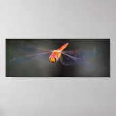 Poster Macro Dragonfly (Vorne)