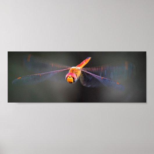 Poster Macro Dragonfly (Vorne)