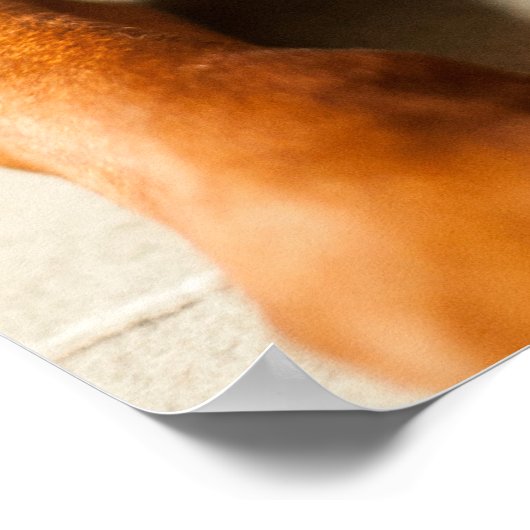 Poster Magyar Vizsla Ō en! (Ecke)