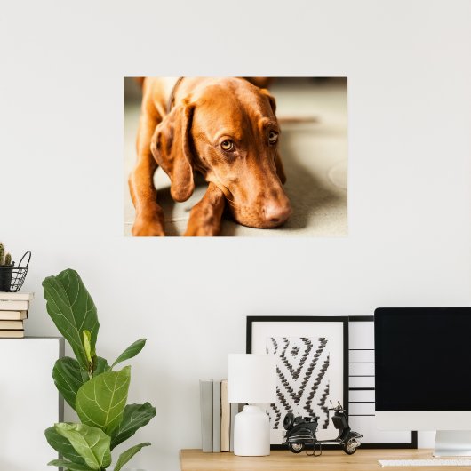 Poster Magyar Vizsla Ō en! (Heimbüro)