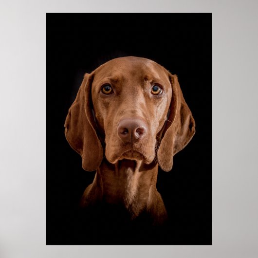 Poster Magyar Vizsla Ō en! (Vorne)