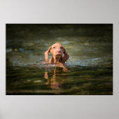 Poster Magysla Puppy en! (Vorne)