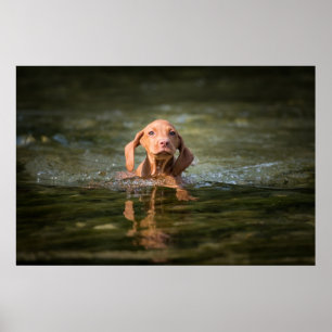 Poster Magysla Puppy en!