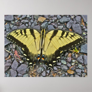 Poster Male Eastern Tiger Frack Butterfly