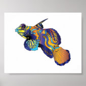 Poster - Mandarine Fish (Vorne)