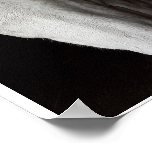 Poster mit Anna Blake Zitat über Pferde. (Ecke)