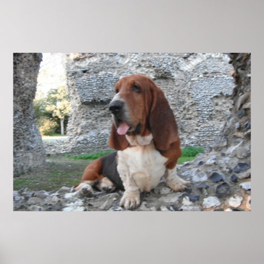 Poster mit Basset Hound Burg Ruin (Vorne)