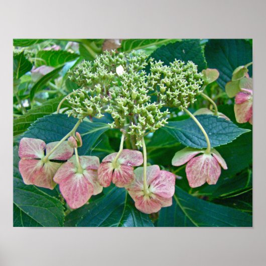 Poster mit Blüten der rosa Lace-Cap-Hortensie (Vorne)