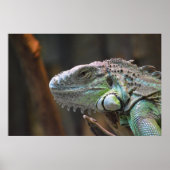 Poster mit dem Kopf der farbenfrohen Iguana-Eidech (Vorne)