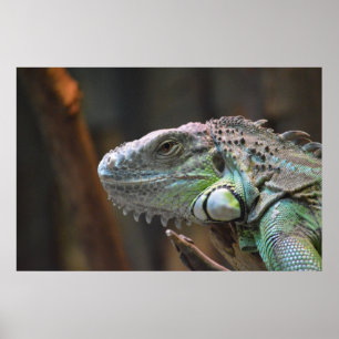 Poster mit dem Kopf der farbenfrohen Iguana-Eidech