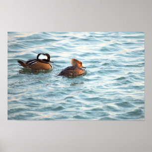 Poster mit Kappenenten