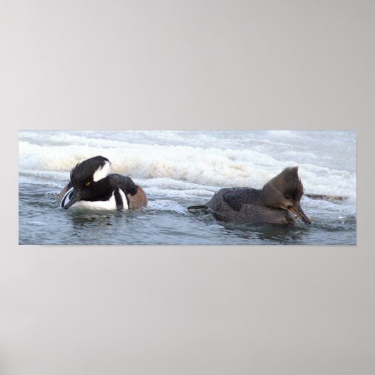 Poster mit Kappenenten (Vorne)