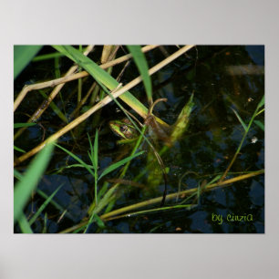 Poster mit mimetischem Frosch