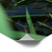 Poster mit mimetischem Frosch (Ecke)