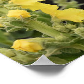 Poster mit Orange Königskerze Blumen (Ecke)