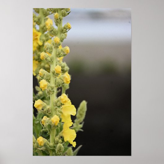 Poster mit Orange Königskerze Blumen (Vorne)