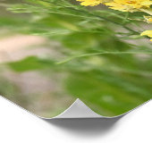 Poster mit orangefarbenen Königskerzenblüten (Ecke)