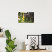 Poster mit orangefarbenen Königskerzenblüten (Heimbüro)