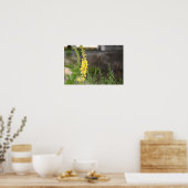 Poster mit orangefarbenen Königskerzenblüten (Küche)