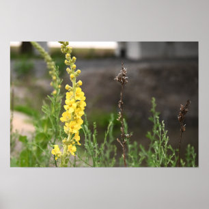 Poster mit orangefarbenen Königskerzenblüten