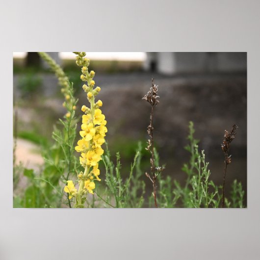 Poster mit orangefarbenen Königskerzenblüten (Vorne)