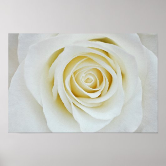 Poster mit Rosa Blume (Vorne)