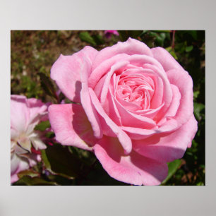 Poster mit rosa Rosen, Frühlingsblumen und Garten