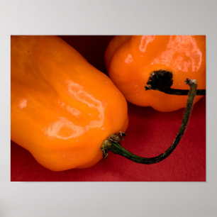 Poster mit scharfen Habanero-Peppern
