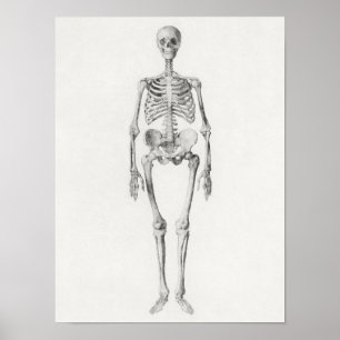 Poster mit Vintage-Anatomie-Illustrationen
