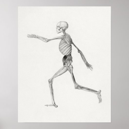 Poster mit Vintage-Anatomie-Illustrationen (Vorne)