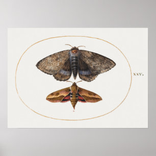 Poster mit Vintage-Insektenillustration