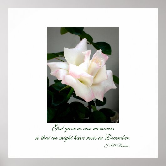 Poster mit weißer Rose/Print (Vorne)