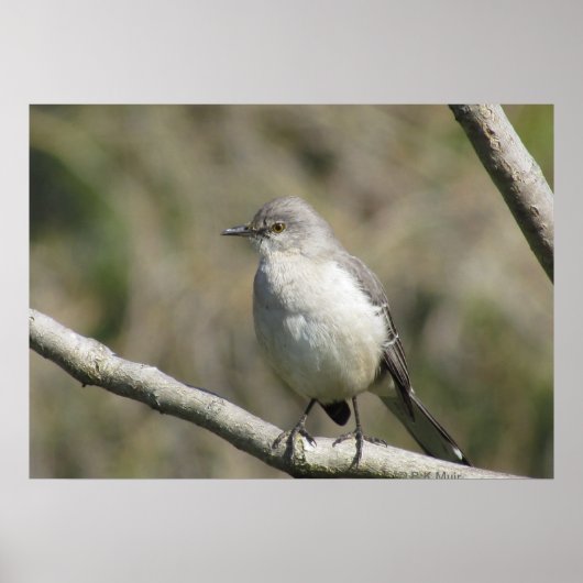 Poster - Mockingbird (Vorne)