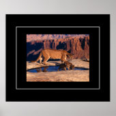Poster-Mountain Lion & Cubs Poster (Vorne)