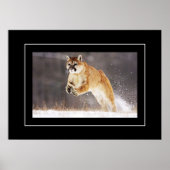 Poster-Mountain-Lion Poster (Vorne)