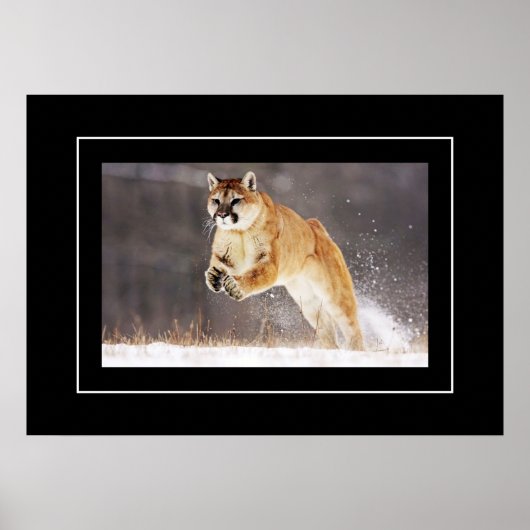 Poster-Mountain-Lion Poster (Vorne)