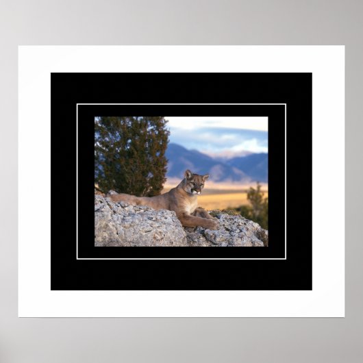 Poster-Mountain-Lion Poster (Vorne)