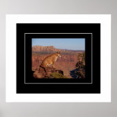 Poster-Mountain-Lion Poster (Vorne)