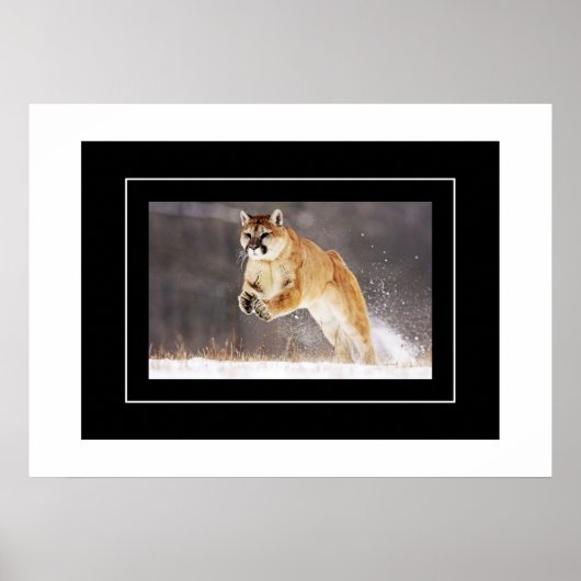 Poster-Mountain-Lion Poster (Vorne)