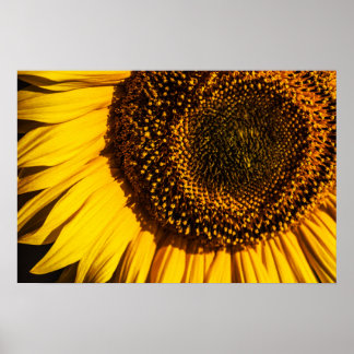 Poster - Nahaufnahme Sonnenblume