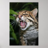 Poster - Ocelot snarl (Vorne)