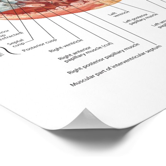 Poster of Netter Heart in Cross-Section (Ecke)